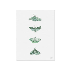 Four Moths Insect Art Print