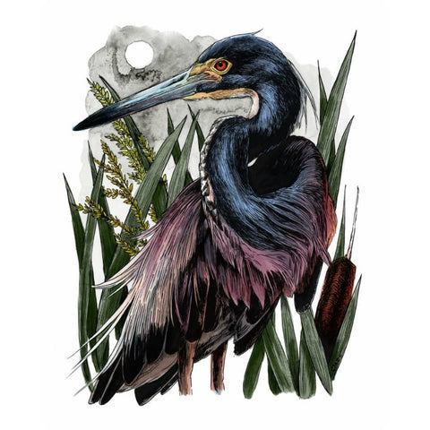 Tricolored Heron Art Print