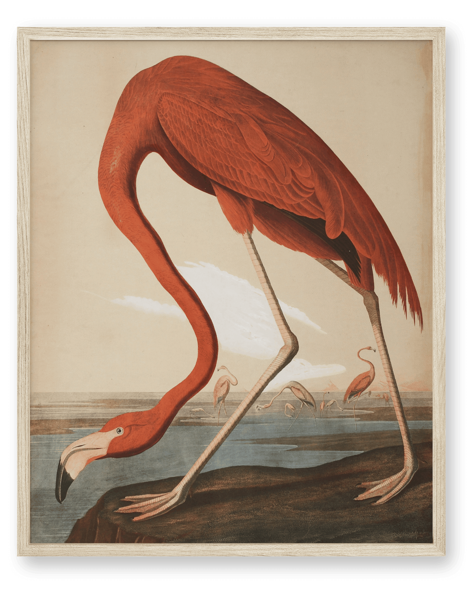 Audubon - Flamingo