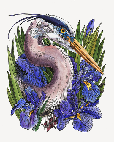Great Blue Heron and Iris Print